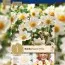 Георгина Topmix White (Брендовые луковицы KAPITEYN®) фото
