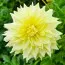 Георгина Wanda's Capella фото