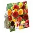 Георгина шаровидная Red, Orange and Yellow (Брендовые луковицы KAPITEYN®) фото