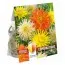 Георгина кактусовая Orange, Yellow and White Shades (Брендовые луковицы KAPITEYN®) фото