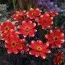 Георгина Dahlegria Bicolor фото