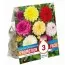 Промо-пак Георгина Decorative Mix (Брендовые луковицы KAPITEYN®) фото