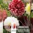 Георгина бахромчатая Red & White (Брендовые луковицы KAPITEYN®) фото