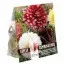 Георгина бахромчатая Red & White (Брендовые луковицы KAPITEYN®) фото