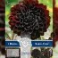 Георгина Karma Choc (Брендовые луковицы KAPITEYN®) фото