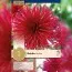 Георгина Urchin (Брендовые луковицы KAPITEYN®) фото