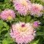 Георгина Pineland Princess фото