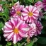 Георгина Priceless Pink фото