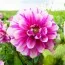 Георгина Priceless Pink фото