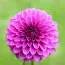 Георгина Purple Fox фото