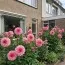 Георгина Cafe Au Lait Rose (Гигантские цветы) фото