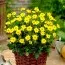 Георгина Topmix Yellow фото