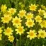 Георгина Topmix Yellow фото
