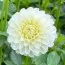 Георгина White Aster фото