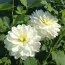Георгина White Onesta фото