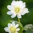 Георгина White Onesta фото