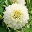 Георгина White Perfection фото
