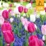Микс ландшафтный Dancing Tulips (Брендовые луковицы Jub Holland) фото