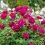 Роза Darcey Bussell фото