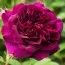 Роза Darcey Bussell фото