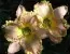 Лилейник Darla Anita фото