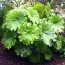Дармера Peltata фото