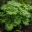 Дармера Peltata фото