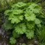 Дармера Peltata фото