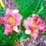Лилейник Diane Taylor фото