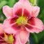 Лилейник Dress Pink фото