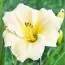 Лилейник Longfields Pearl фото