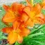 Лилейник Mauna Loa фото