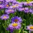 Астра Alpinus Light Blue фото