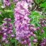 Дельфиниум Magic Fountain Deep Rose White Bee фото