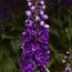 Дельфиниум Magic Fountain Dark Blue Black Bee фото
