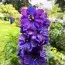 Дельфиниум Magic Fountains Dark Blue Dark Bee фото