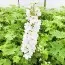 Дельфиниум Magic Fountains Pure White фото