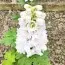 Дельфиниум Magic Fountains Pure White фото
