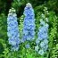 Дельфиниум Sky Blue White Bee фото