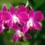 Дендробиум Фаленопсис (Phalaenopsis) фото
