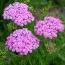 Тысячелистник Lilac Beauty фото