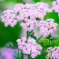 Тысячелистник Lilac Beauty фото
