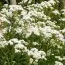 Тысячелистник Perry's White фото