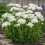 Тысячелистник Perry's White фото