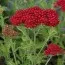 Тысячелистник Red Velvet фото