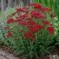 Тысячелистник Red Velvet фото