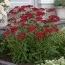 Тысячелистник Red Velvet фото