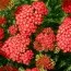 Тысячелистник Paprika фото