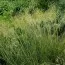 Луговик дернистый Tautraeger фото