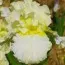 Ирис Devonshire Cream фото